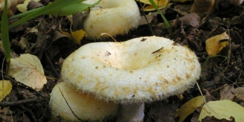 Da li je moguće soliti mliječne gljive i volnushki zajedno